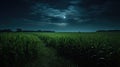 agriculture corn field night