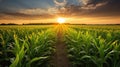 agriculture corn field rows Royalty Free Stock Photo