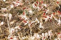 Agriculture corn field and weed after harvest in fall