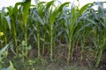 Agriculture corn fields growing in the harvest countryside of Bangladesh