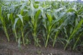 Agriculture corn fields growing in the harvest countryside of Bangladesh Royalty Free Stock Photo