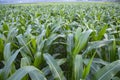 Agriculture corn fields growing in the harvest countryside of Bangladesh Royalty Free Stock Photo