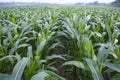 Agriculture corn fields growing in the harvest countryside of Bangladesh Royalty Free Stock Photo