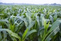 Agriculture corn fields growing in the harvest countryside of Bangladesh Royalty Free Stock Photo