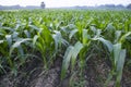 Agriculture corn fields growing in the harvest countryside of Bangladesh Royalty Free Stock Photo