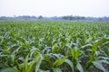 Agriculture corn fields growing in the harvest countryside of Bangladesh Royalty Free Stock Photo