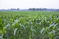 Agriculture corn fields growing in the harvest countryside of Bangladesh Royalty Free Stock Photo