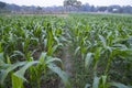 Agriculture corn fields growing in the harvest countryside of Bangladesh Royalty Free Stock Photo