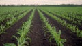 agriculture corn. green young sprouts of corn in black soil on an agricultural field. business a agriculture concept Royalty Free Stock Photo