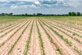 Agriculture corn. Green young sprouts of corn in black soil on an agricultural field. Business agriculture concept Royalty Free Stock Photo