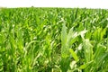 Agriculture corn plants field green plantation