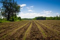 Agriculture corn seedling row field Royalty Free Stock Photo