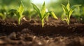 agriculture corn soil Royalty Free Stock Photo