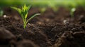 agriculture corn soil Royalty Free Stock Photo