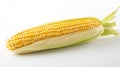 agriculture corn white background Royalty Free Stock Photo