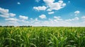 agriculture cornfield corn field
