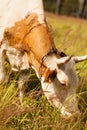 Agriculture. Cow eating grass on the summer meadow Royalty Free Stock Photo