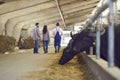 People warmers in uniform and rubber boots walking along stalls with cows and bulls Royalty Free Stock Photo