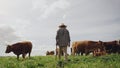 Agriculture, cows and black man on farm, back and using walking stick for farming mockup. Land, cattle and African Royalty Free Stock Photo