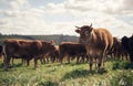 Agriculture, cows and farm with grass, group and field of green and calm countryside in nature. Cattle, sustainable Royalty Free Stock Photo