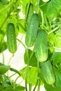 Agriculture crop of fresh vegetables cucumbers