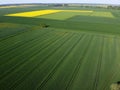 Agricultural landscape on Zulawy Wislane, Poland