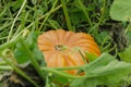 Agriculture, cultivation of large ripe orange pumpkin