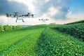Agriculture drone fly to sprayed fertilizer on the green tea fields, Smart farm 4.0 concept Royalty Free Stock Photo