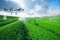 Agriculture drone fly to sprayed fertilizer on the green tea fields, Smart farm 4.0 concept Royalty Free Stock Photo