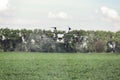Agriculture drone fly to sprayed fertilizer on the rice fields. Royalty Free Stock Photo