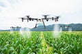 Agriculture drone fly to sprayed fertilizer on the sweet corn fields