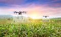 Agriculture drone fly to sprayed fertilizer on the sweet corn fields. smart farmer use drone for various fields like research