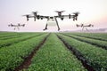 Agriculture drone flying on the green tea field at sunrise Royalty Free Stock Photo