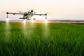 Agriculture drone flying on rice farm to sprayed fertilizer