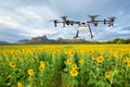 Agriculture drone flying on the sunflower field, Smart farm concept Royalty Free Stock Photo