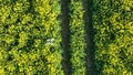 Agriculture Drone Surveying Crops Before Harvest