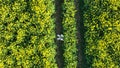 Agriculture Drone Surveying Crops Before Harvest