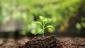 Agriculture eco friendly farming concept. Process of growing plant. Green small sprout growing out of the soil, spring Royalty Free Stock Photo