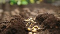 Agriculture an ecological concept of farming. Corn seed lying on the soil, preparation for the spring season, organic Royalty Free Stock Photo