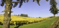 Agriculture and Fall Colors of Oregon Vineyards Royalty Free Stock Photo