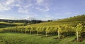 Agriculture and Fall Colors of Oregon Vineyards Royalty Free Stock Photo