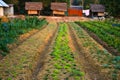 Agriculture,farm,rice ,Thai farmers