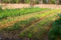 Agriculture,farm,rice ,Thai farmers