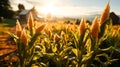 Agriculture farm rural scene nature summer outdoors Yellow corn