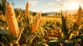 Agriculture farm rural scene nature summer outdoors Yellow corn