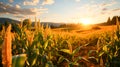 Agriculture farm rural scene nature summer outdoors Yellow corn