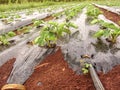 Agriculture farm of strawberry field