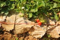 Agriculture farm of strawberry field