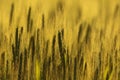 Agriculture farm - Wheat field crops Royalty Free Stock Photo