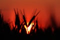 Agriculture farm - Wheat field crops in sunset Royalty Free Stock Photo